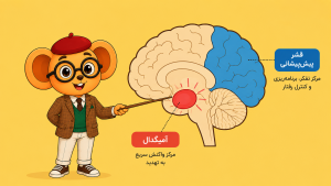 موش عینکی با اشارهگر چوبی در حال توضیح آمیگدال و قشر پیشپیشانی در یک تصویر آموزشی از مغز